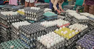 দামের ওঠা-নামায় ক্ষতির মুখে মোহনগঞ্জের ডিমের খামারিরা